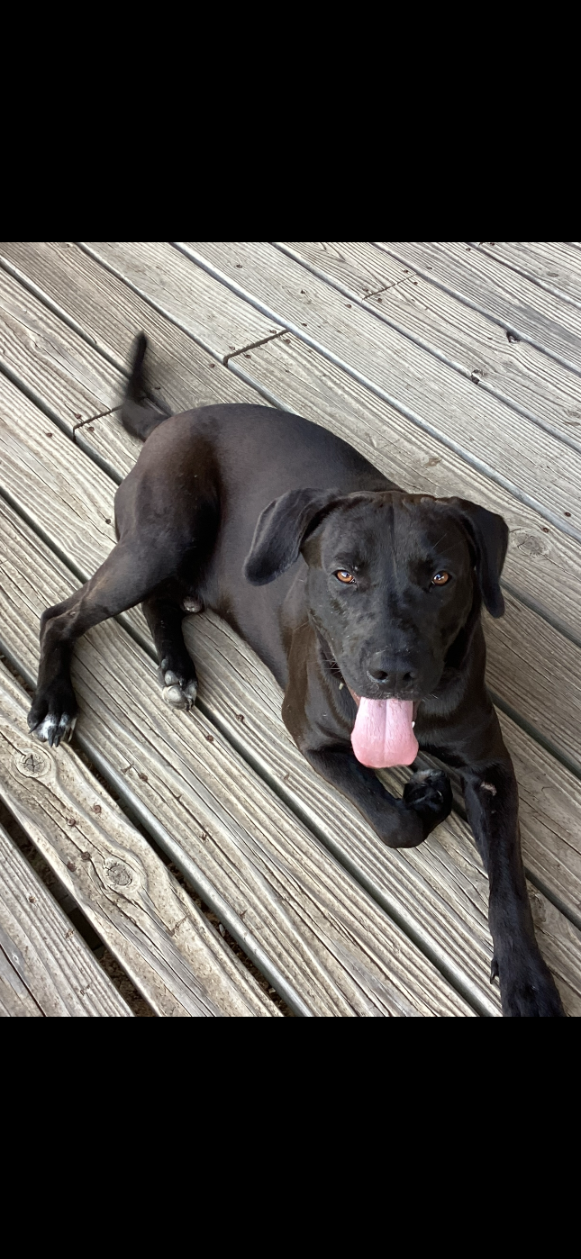 Lost Dog in Henderson, Nevada — listing photo