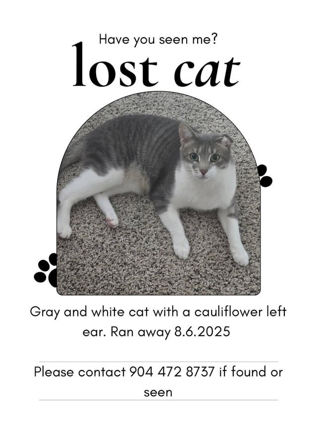 Lost Cat in Asheville, North Carolina — listing photo