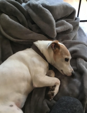 Lost Dog in CA 94941 — listing photo