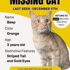 lost cat in Plano, Texas