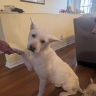 Found Dog in Asheville, North Carolina — Our beautiful shelter dog, Mona, is now ready to be adopted.