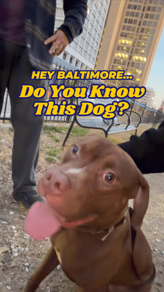 Found Pet in Baltimore, Maryland — This Beautiful Boy Was Found Abandoned Today at Liberty Street Dog Park. Anyone recognize him?