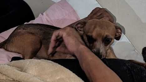 Lost Dog in Sacramento, California — listing photo