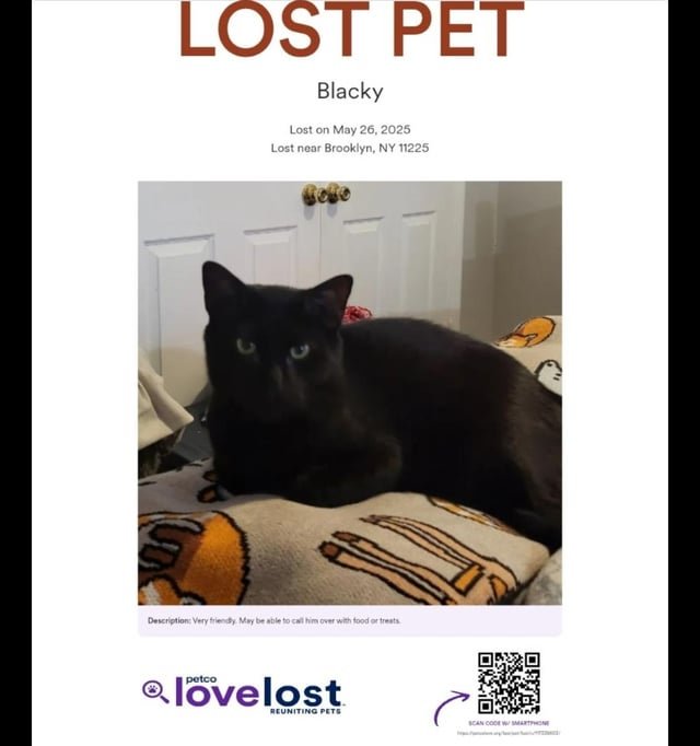 lost cat in K