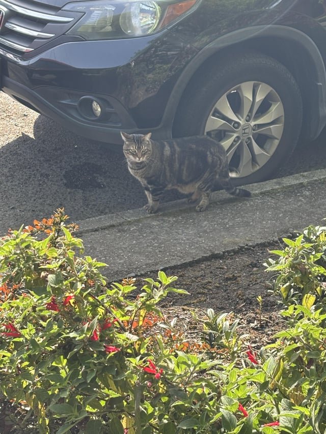 Lost Cat in K — To the person who put up lost cat fliers in Eastlake