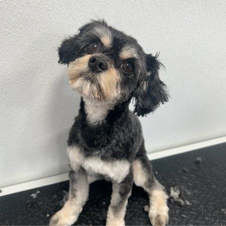 Lost Dog in Denver, Colorado — listing photo