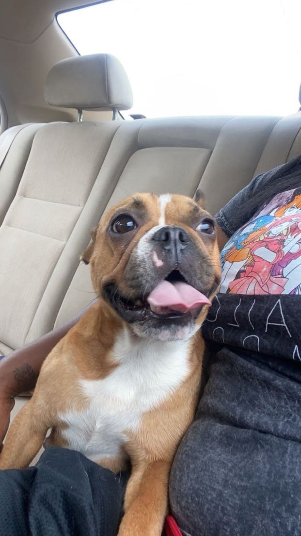 Lost Dog in Ontario, California — listing photo