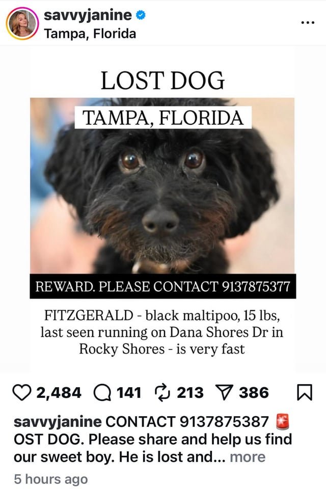 Lost Pet in Tampa, Florida — listing photo