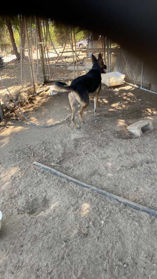 Lost Dog in Fresno, California — listing photo