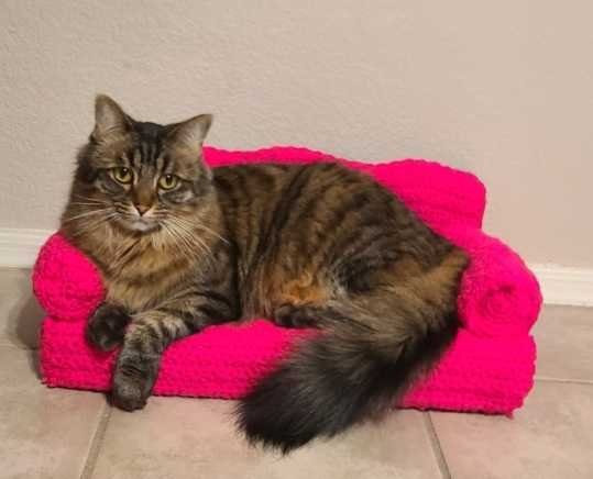 Lost Cat in Surprise, Arizona — listing photo