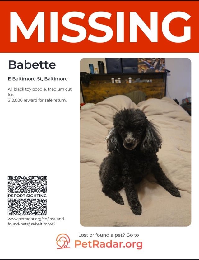 Lost Dog in Patterson — listing photo