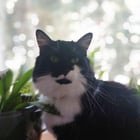 lost cat in Louisville, Kentucky