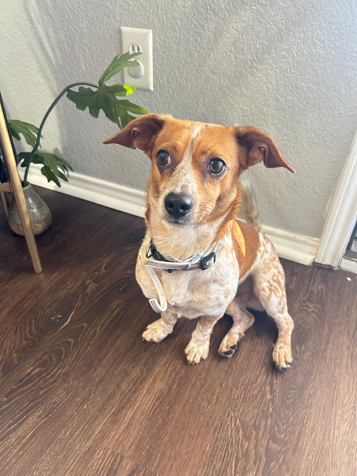 Found Dog in Grand Prairie, Texas — listing photo