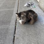 lost cat in Madison, Alabama