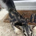 Lost Cat in Columbus, Ohio — listing photo