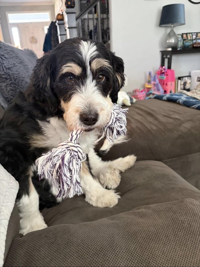lost dog in Indianapolis, Indiana