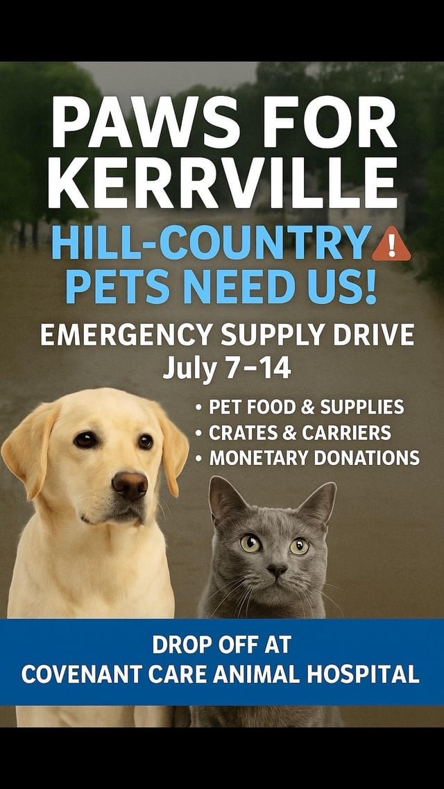 Lost Cat in Austin, Texas — ‼️🚨🆘EMERGENCY DONATIONS NEEDED🆘🚨‼️