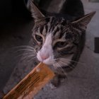 Lost Cat in San Francisco, California — listing photo