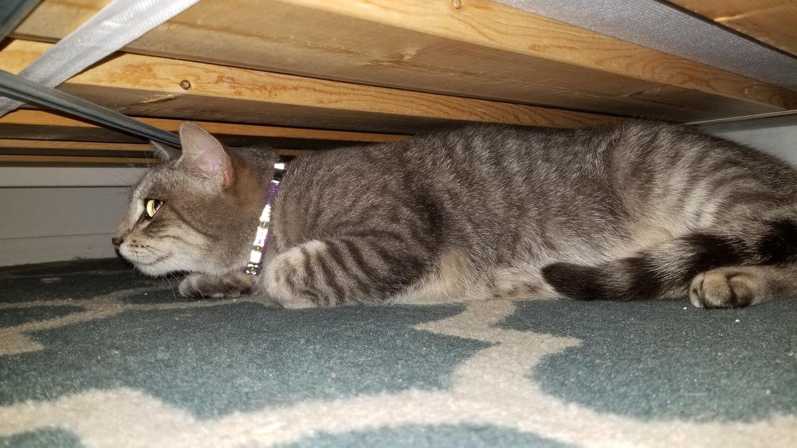 Pet alert in Los Angeles, California — listing photo