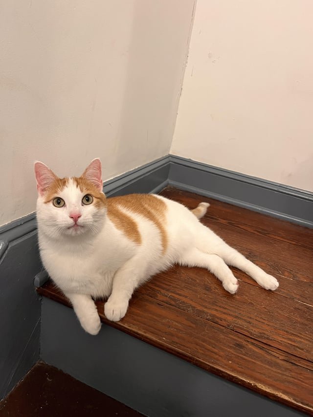 lost cat in Baltimore, Maryland