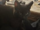 Found Pet in Columbus, Georgia — listing photo