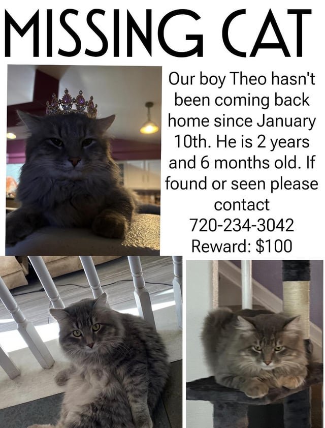 Lost Cat in Denver, Colorado — listing photo