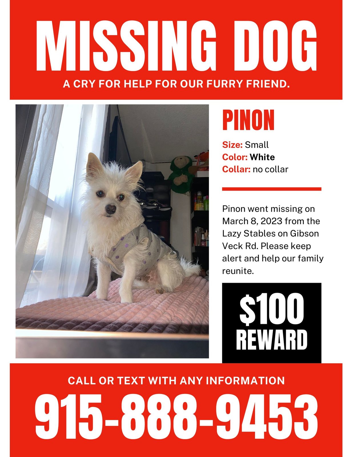 Lost Dog in Sunland Park — listing photo