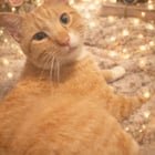 Lost Cat in Cincinnati, Ohio — listing photo