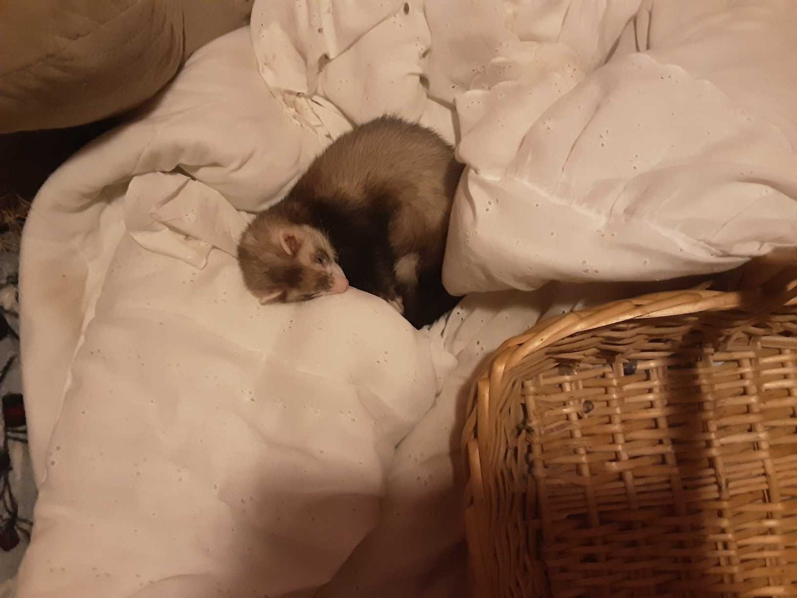 Lost Pet in Northglenn, Colorado — listing photo
