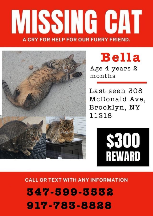 Lost Cat in New York, New York — listing photo