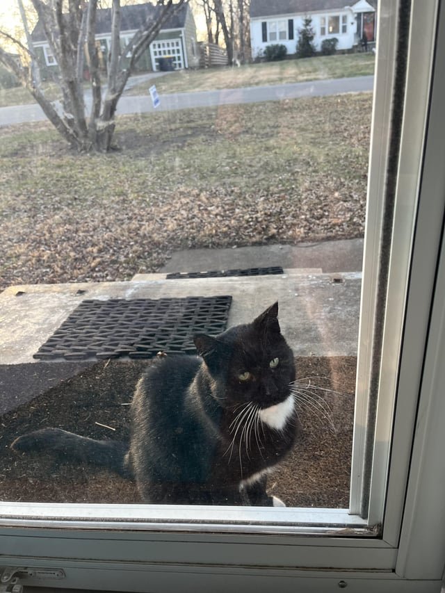 lost cat in Kansas City, Missouri