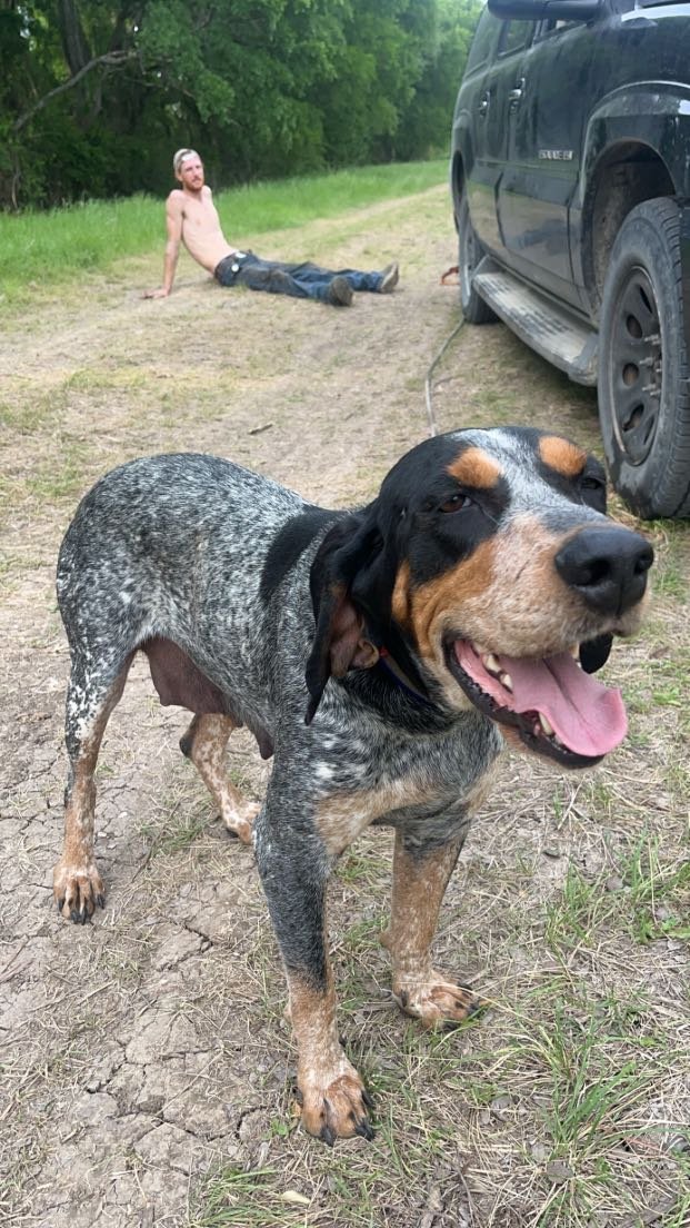 Lost Dog in Gatesville — listing photo