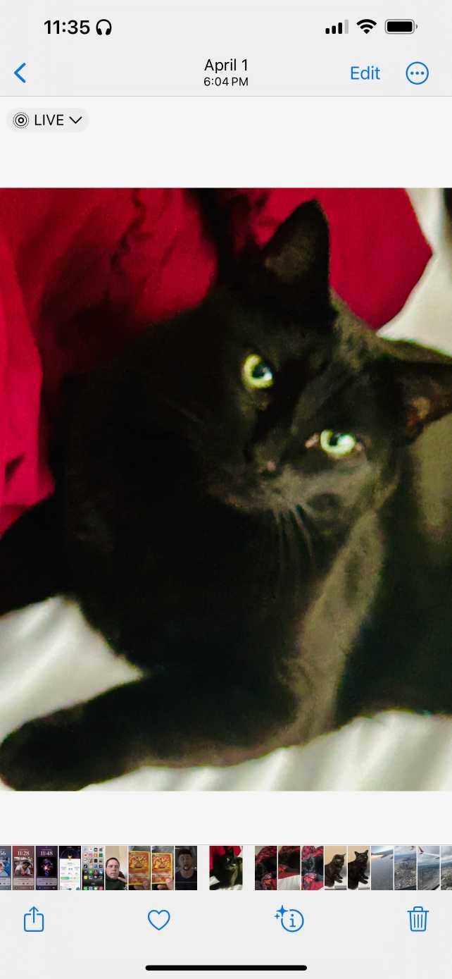 Lost Cat in Aurora, Colorado — listing photo