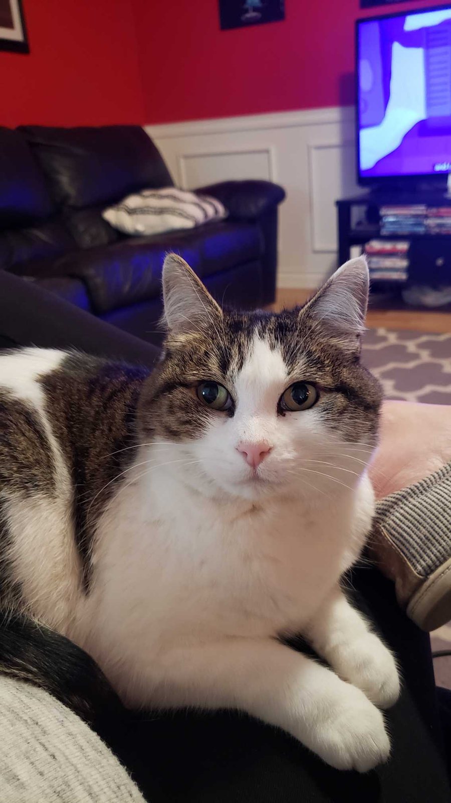 Lost Cat in Pasco, Washington — listing photo