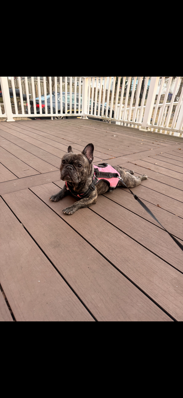 Lost Dog in Melrose Park — listing photo