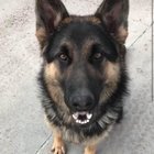 Lost Dog in K — listing photo