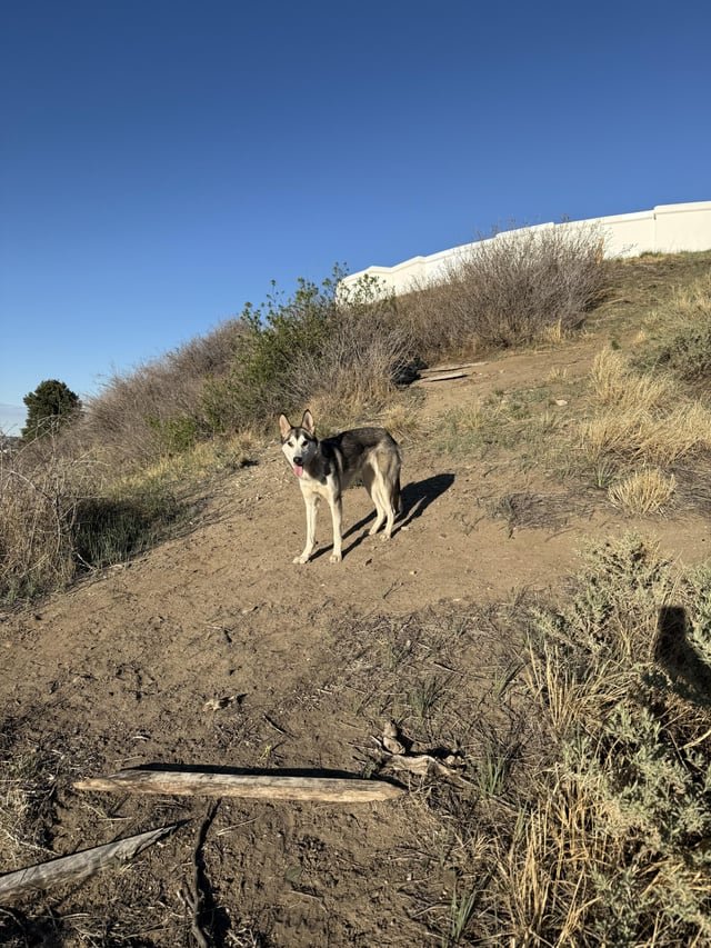 Lost Dog in Denver, Colorado — listing photo