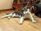 found cat in Reno, Nevada