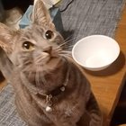 Lost Cat in Sacramento, California — My sisters cat Gaia went missing last week.