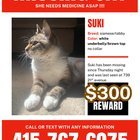 lost cat in San Francisco, California
