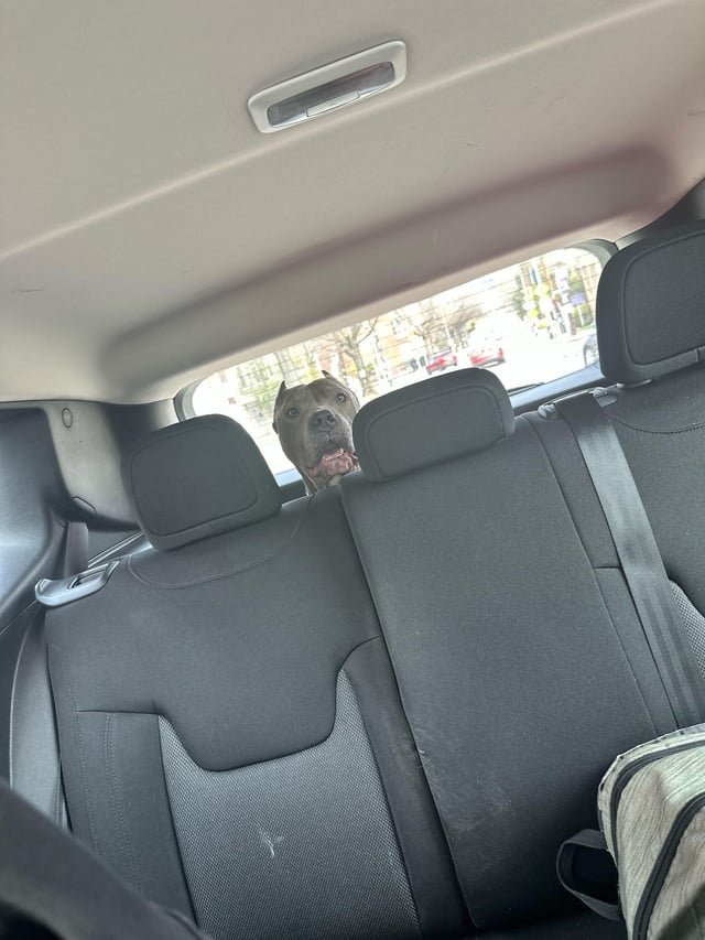 found dog in Washington, District of Columbia