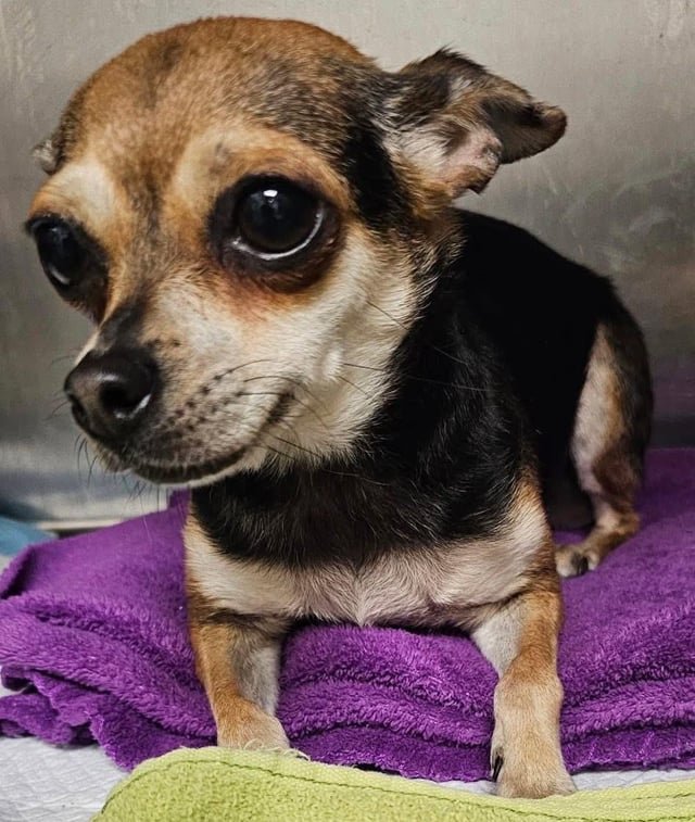 Lost Dog in Oklahoma City, Oklahoma — listing photo