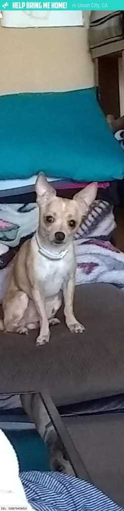 Lost Dog in Union City, California — listing photo