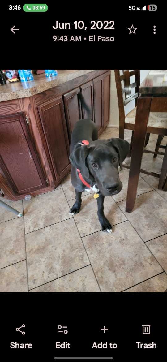Lost Dog in El Paso, Texas — listing photo