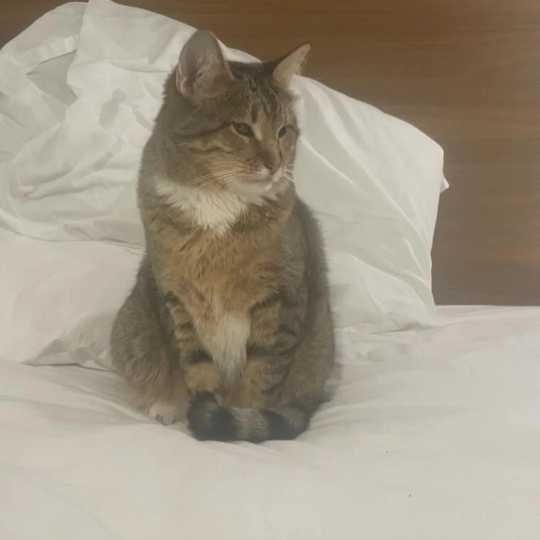 Lost Cat in Santa Ana, California — listing photo