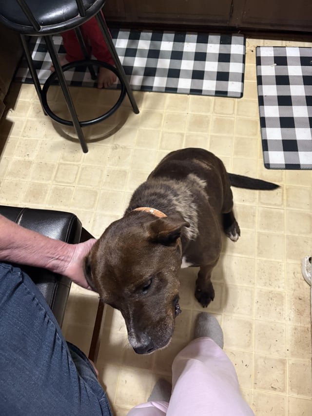 Lost Dog in Winston-Salem, North Carolina — listing photo