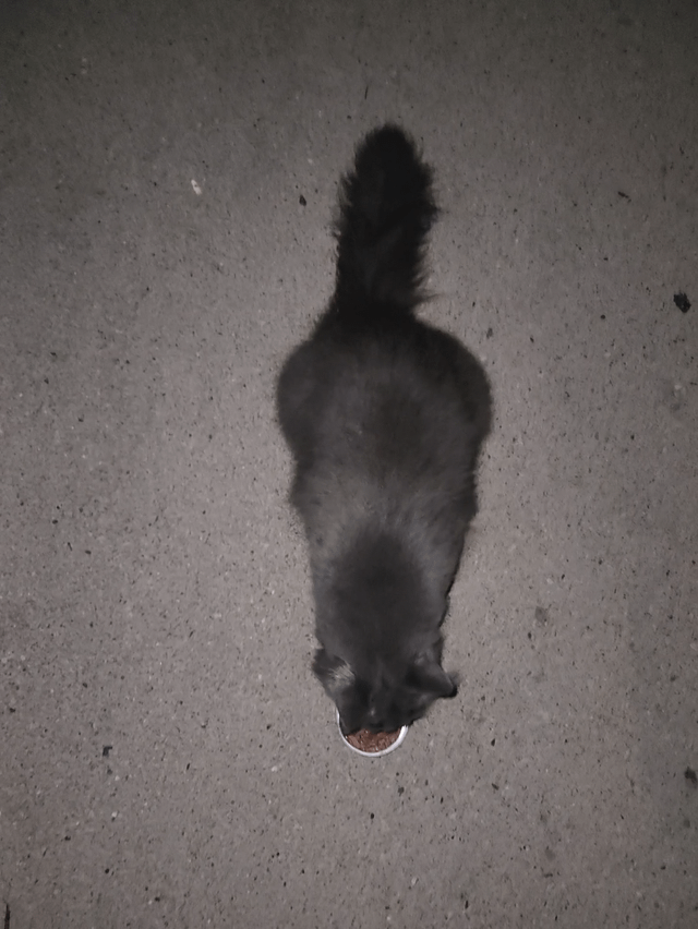 found cat in Milwaukee, Wisconsin