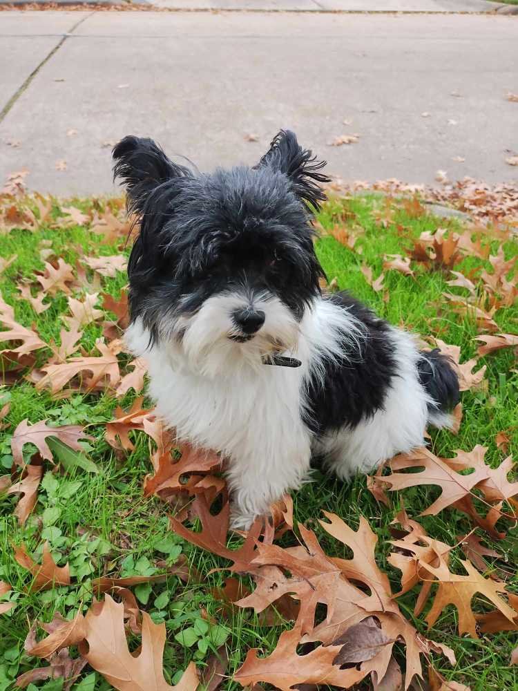 Lost Dog in Houston, Texas — listing photo