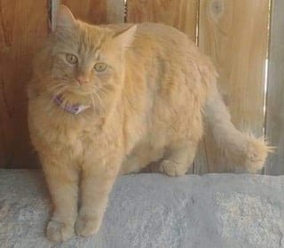 Found Cat in El Paso, Texas — listing photo