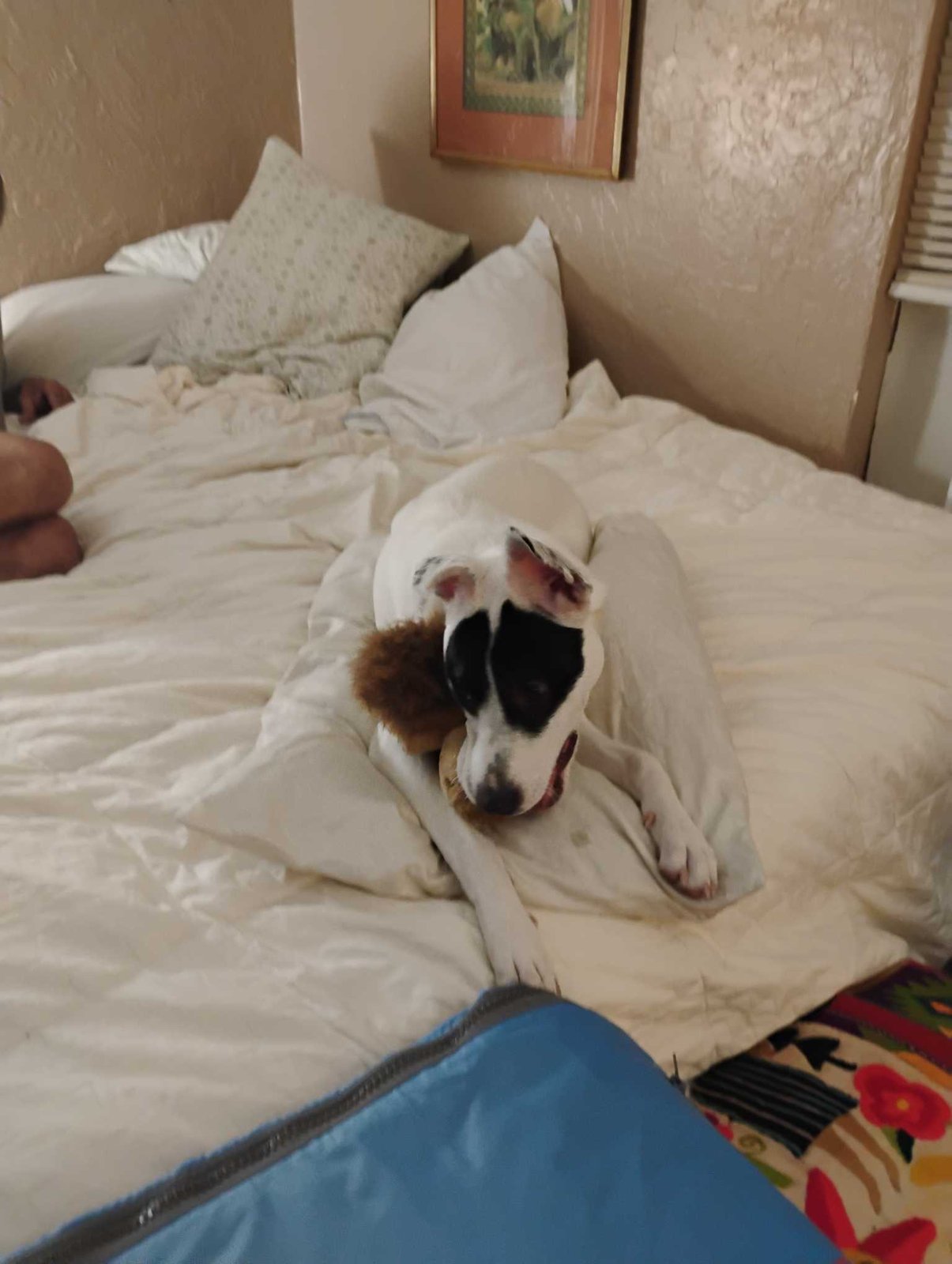 Lost Dog in Lone Grove — listing photo